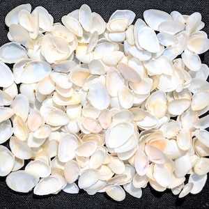 Alternate Tellin Shells/Tampa Bay Tellin or Texas Tellin: Natural Beach Finds, St. Petersburg 100+ shells