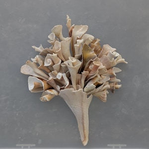 May include: A decorative bouquet crafted from various seashells, showcasing a range of beige, tan, and cream tones. The arrangement features a cone-shaped base, with numerous shell pieces forming a floral-like display. The shells have a natural, textured appearance.