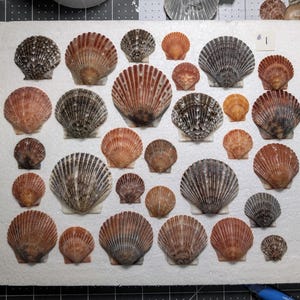 Coquillages de pétoncles du sud-ouest de la Floride : décoration de plage naturelle, ensemble de 30 pièces