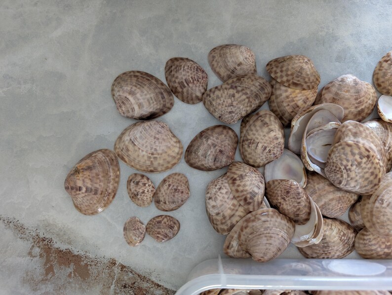 Sanibel Island Calico Clam Shells, 25 Assorted Shells. - Etsy