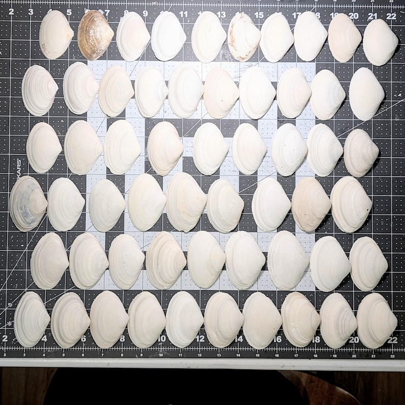 Surf Clam Shells 2