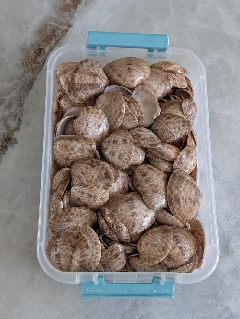 Sanibel Island Calico Clam Shells, 25 Assorted Shells. - Etsy