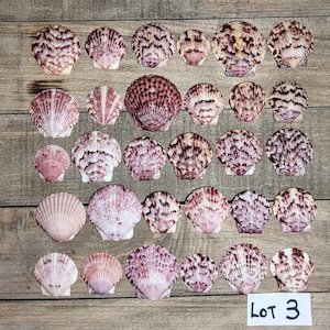Calico Scallop shells 1&quot; - 1.5&quot;  30 shells, Excellent condition.