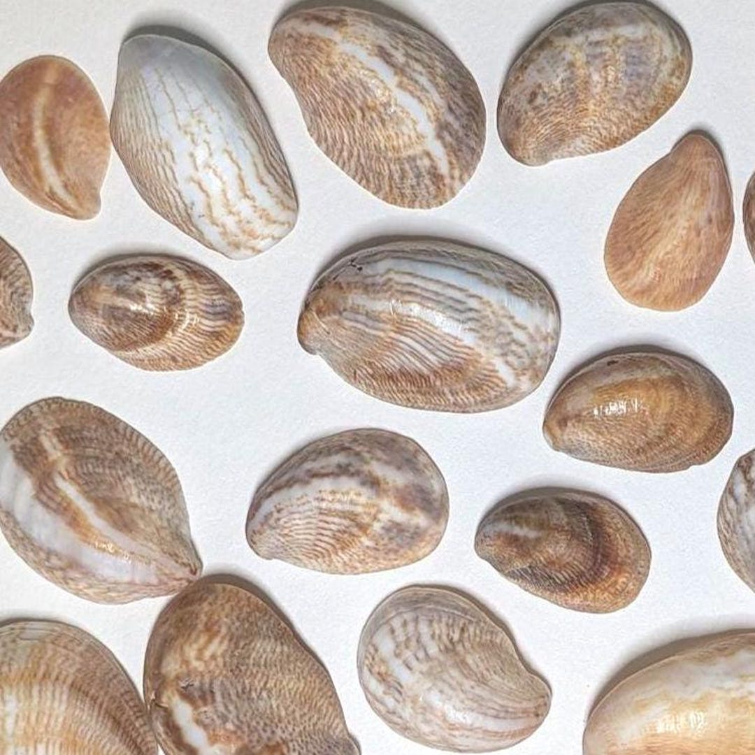 Slipper Shells. 25 Shells - Etsy