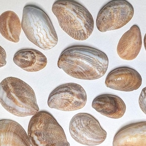 Pantoffelmuscheln. 25 Muscheln