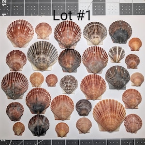 Beautiful large scallop shells from the beaches of Southwest Florida. 30 shells.