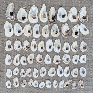 May include: A collection of 60 oyster shells arranged in rows on a beige fabric background. The shells are all natural, with variations in size, shape, and color.