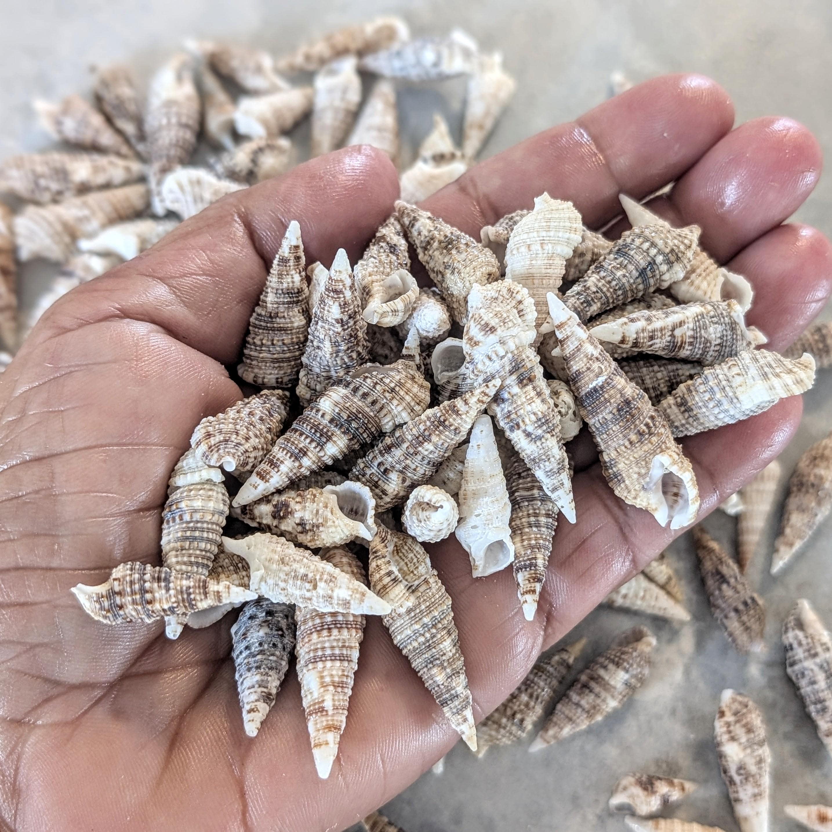 100 Cerith Shells, Pointy Craft Shells From Florida Beaches - Etsy