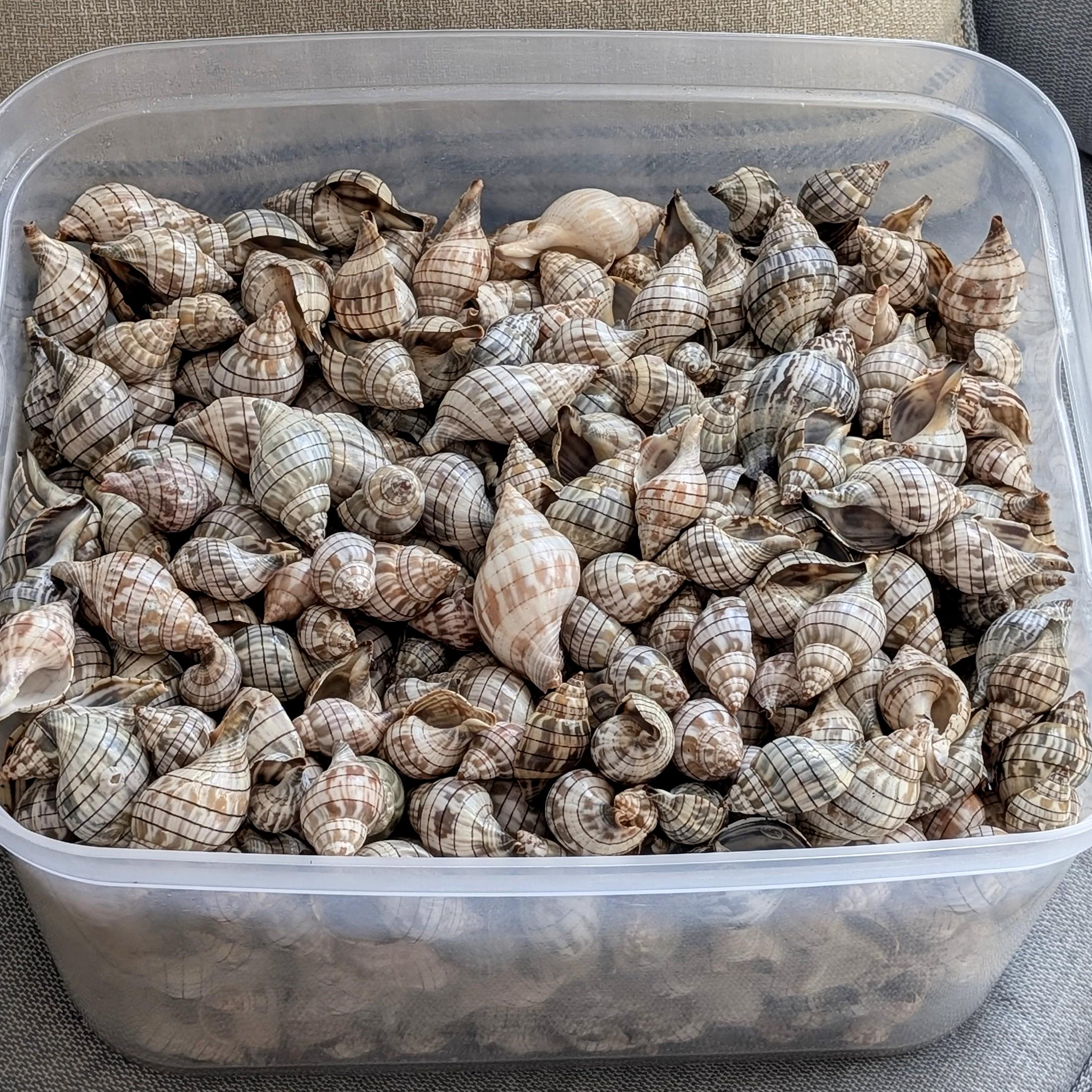 Banded Tulip Shells From Florida. Bulk ** 100 Shells** Excellent ...