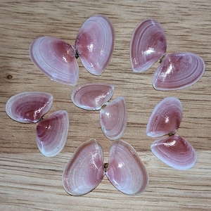 May include: A collection of eight pink seashells with a white interior. The shells are arranged in pairs, with the open side facing up.