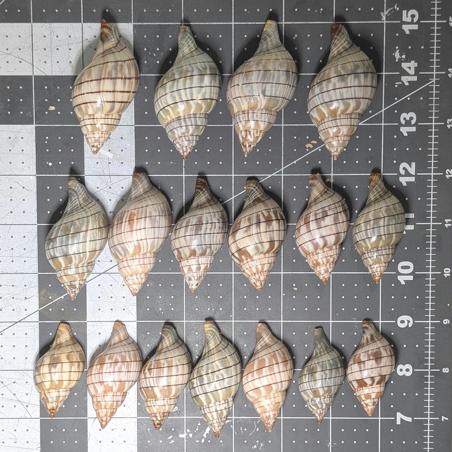 Banded Tulip Shells From Florida. Bulk ** 100 Shells** Excellent ...