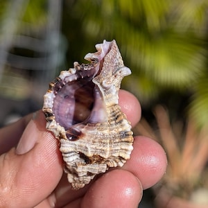 Apple murex sea shells from SW Florida.
