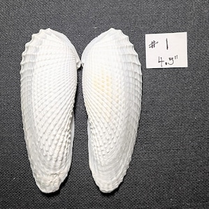 May include: Two white seashells with textured surfaces are displayed against a dark background. A small white label indicates the shells are 4.5 inches in length. The shells have a ribbed pattern.