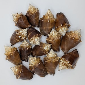 May include: A collection of fifteen brown and white sea shells arranged in a cluster. Each shell features a spiraled, pointed top with a textured, cream-coloured apex and a smooth, dark brown body that tapers towards the base of the shell.