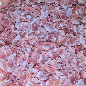 Rose Tellin Shell Rose Petal Tellin Shells. 50 - 100 Shells. Small and Large Sizes. - Etsy