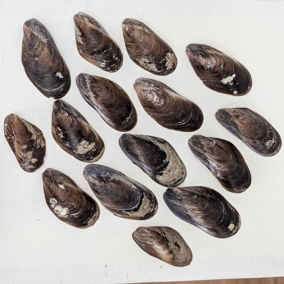 Mussel Shells From Florida. Purple Irredescent Inside. - Etsy