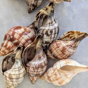 May include: A collection of spiral seashells with brown, white, and tan stripes and patterns. The shells vary in size and shape, with open interiors. The shells are arranged on a light gray surface, showcasing their natural beauty.