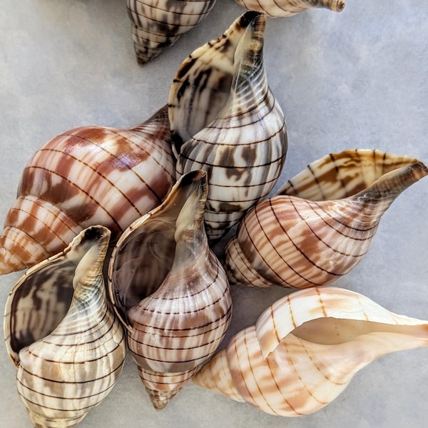 Banded Tulip Shells from SW Florida. Large and colorful. 30 shells.