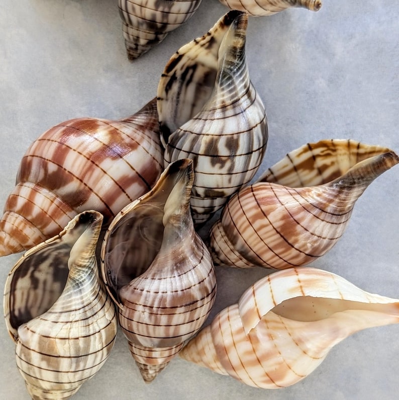 Banded Tulip Shells From Florida. Bulk ** 100 Shells** Excellent ...
