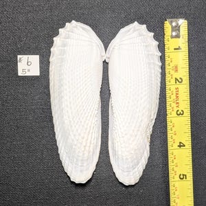 Conchas de ala de ángel, conjuntos naturales. 5"