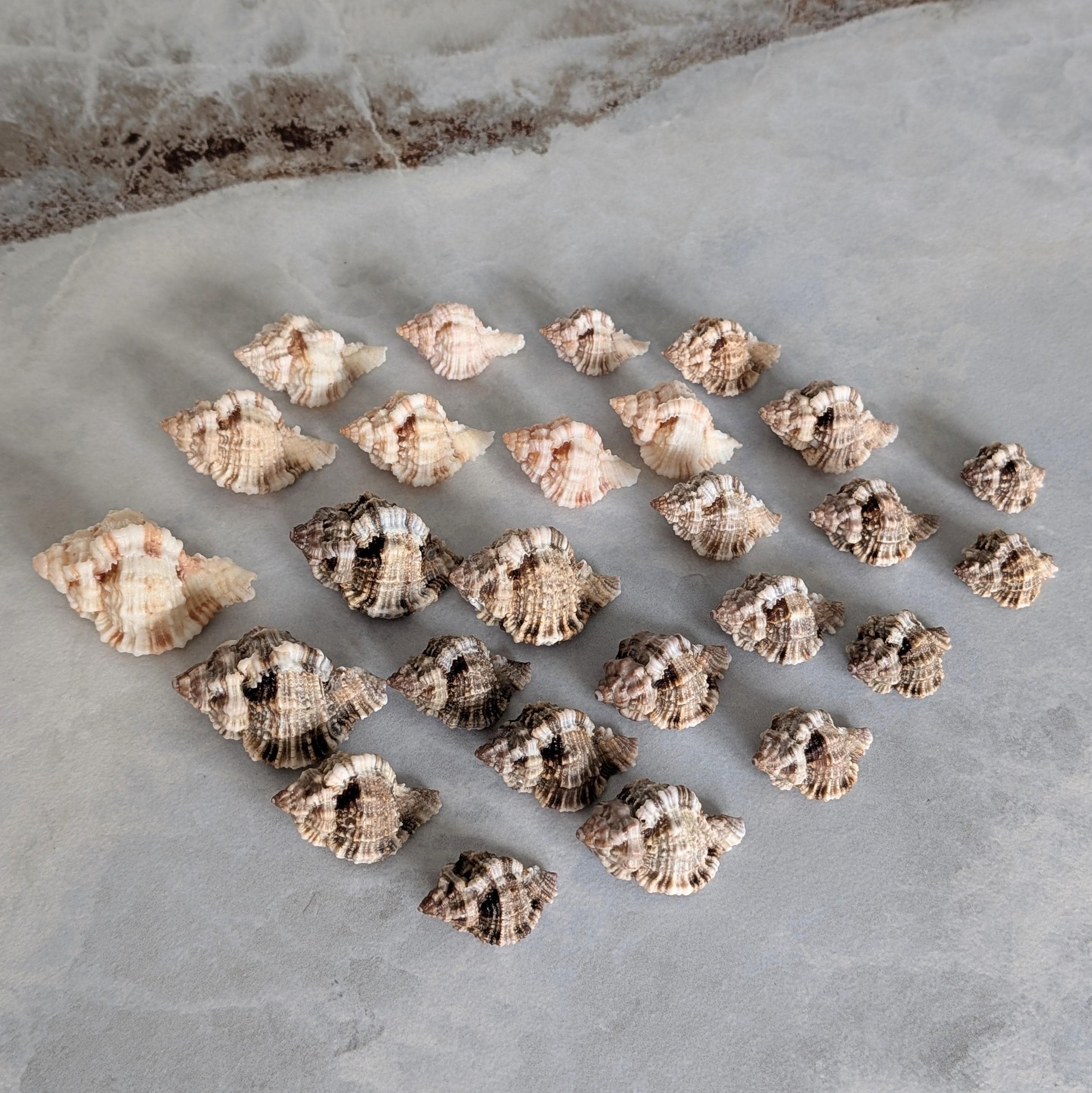 Apple Murex Sea Shells From SW Florida. Beautiful Colors, 30