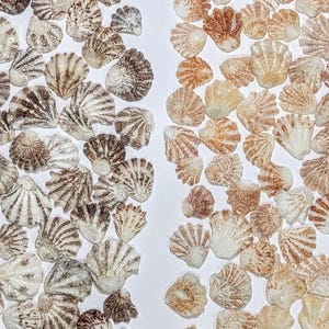 May include: A collection of small, fan-shaped scallop shells arranged in two distinct vertical columns. The left column features shells with dark brown and white striped patterns, while the right column displays shells with light tan and orange hues.