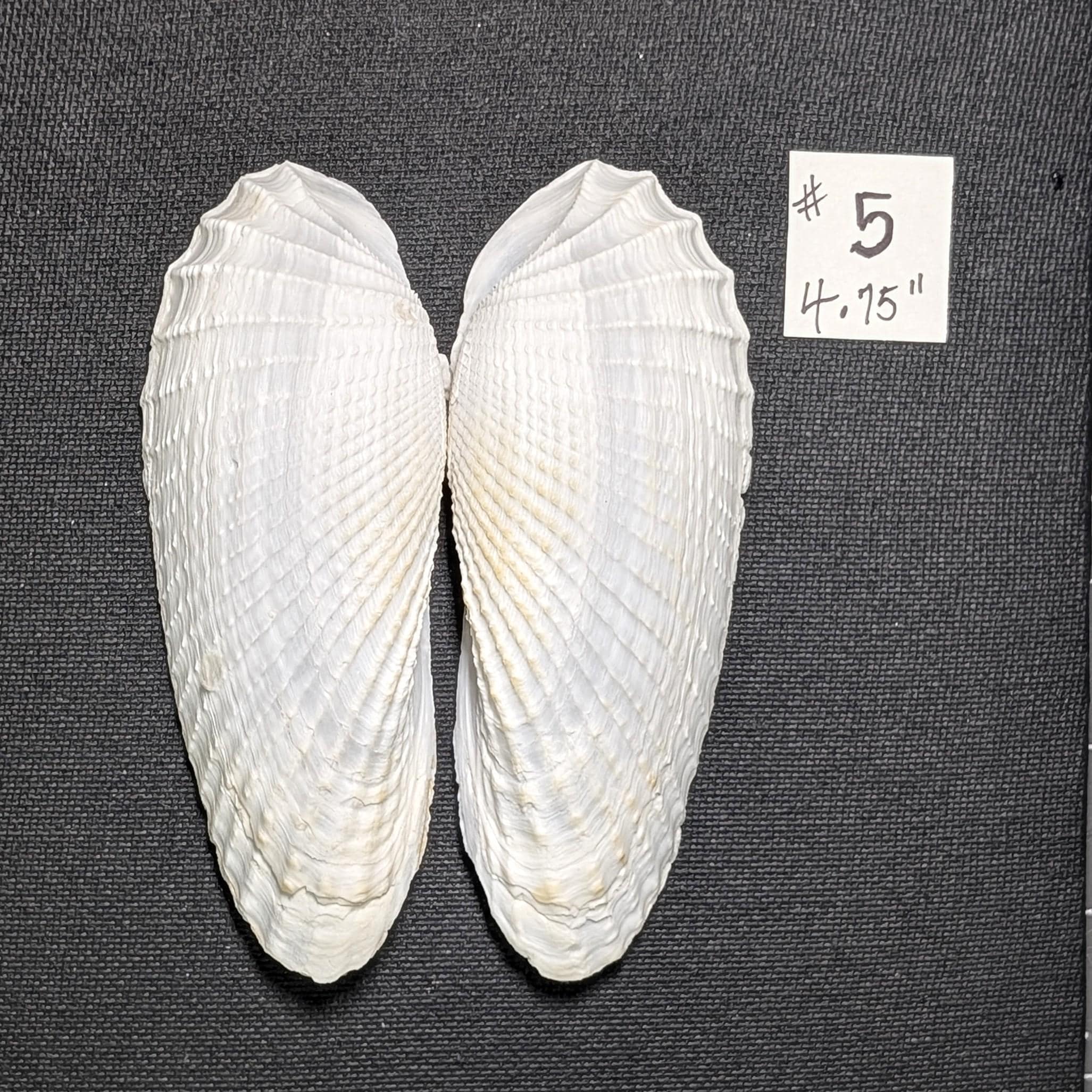 Angel Wing Shells, Natural Sets. 5