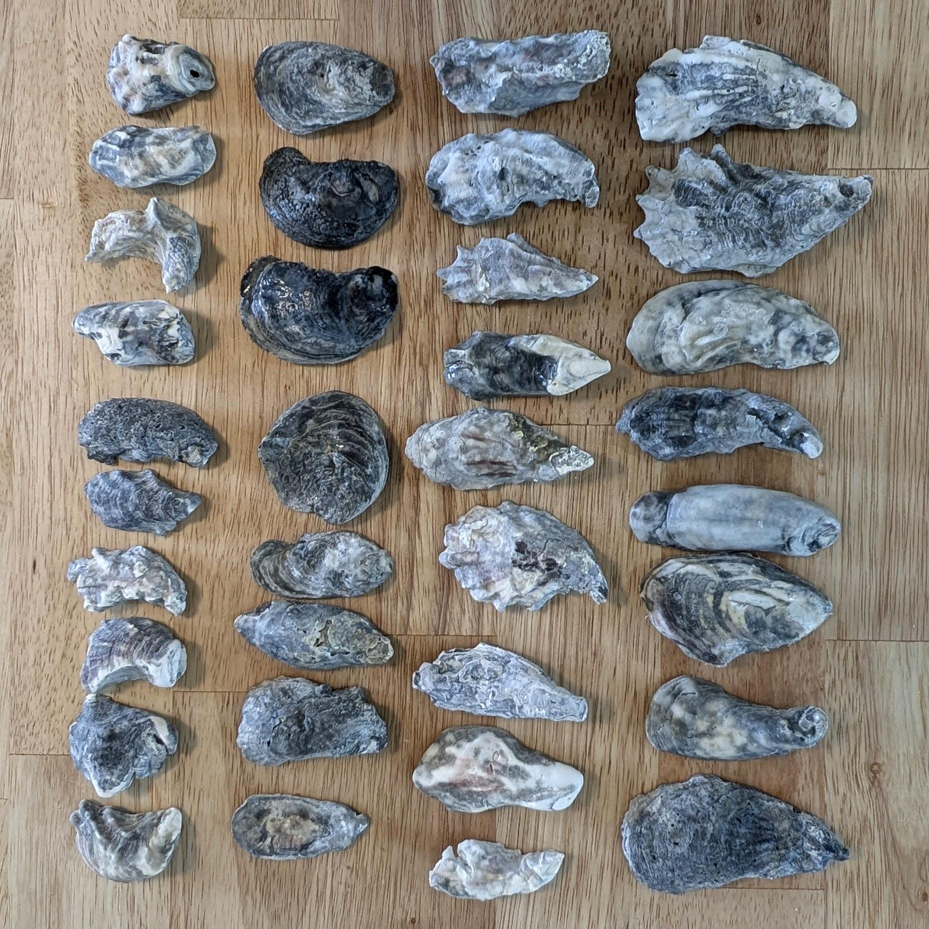 Grey Oyster Shells 35 Pieces. - Etsy