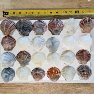 Large scallop shells from Florida. 24 PCs. 2.5&quot;