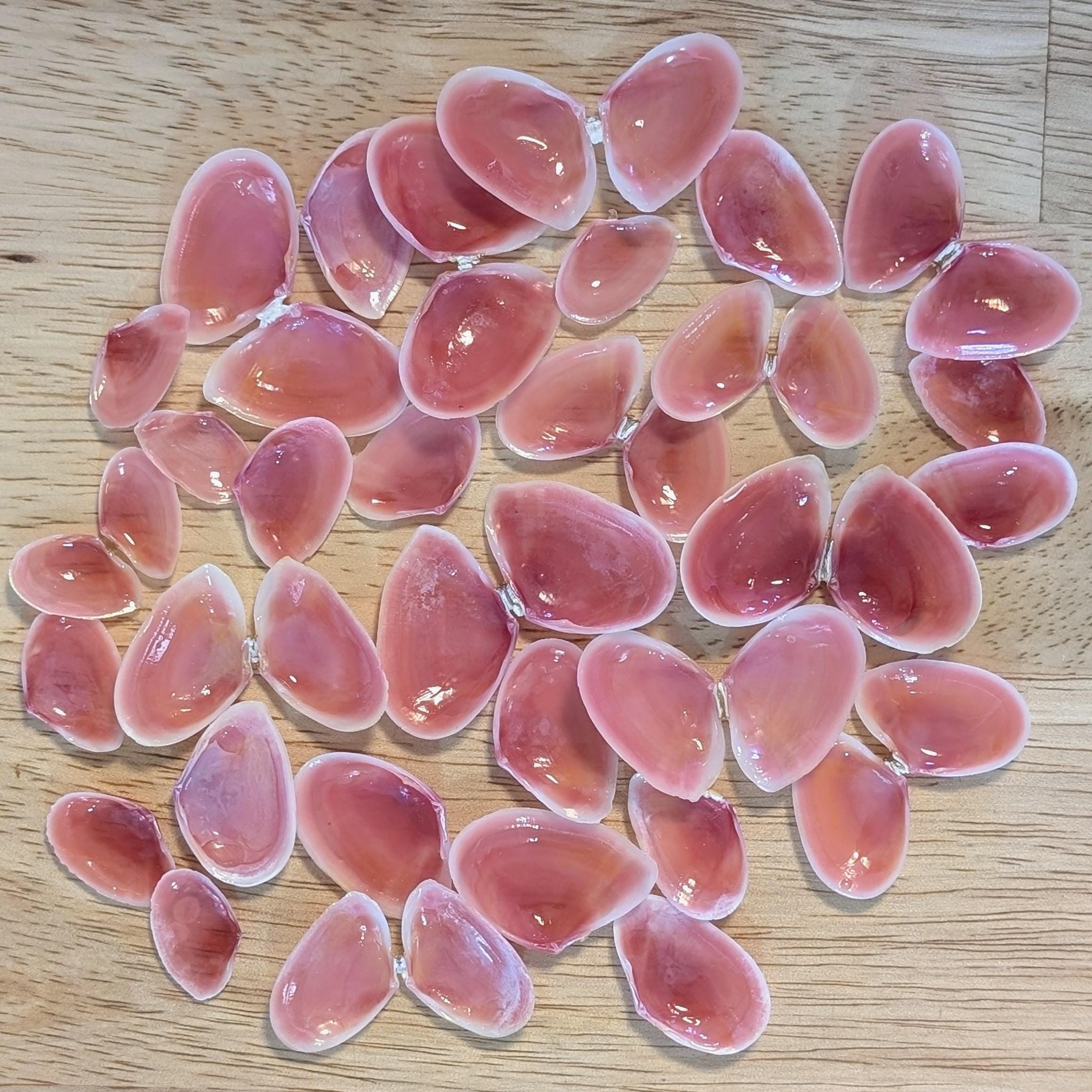 Rose Tellin Shell Rose Petal Tellin Shells. 50 - 100 Shells. Small and Large Sizes. - Etsy