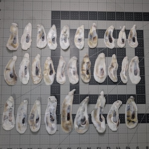 Peut inclure: Plusieurs coquilles d'huîtres disposées en rangées sur une surface quadrillée grise. Les coquilles sont principalement blanches avec des marques grises et brunes à l'intérieur, présentant des variations naturelles de forme et de taille. Les coquilles sont vides et semblent nettoyées.