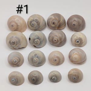 May include: A collection of sixteen smooth, rounded moon snail shells arranged in a four-by-four grid. The shells feature swirling spiral patterns in shades of beige, tan, and soft grey. The text #1 is visible in the top left corner.