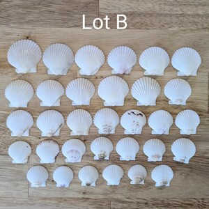 30 splendide e perfette conchiglie di capesante bianche provenienti dalla Florida.