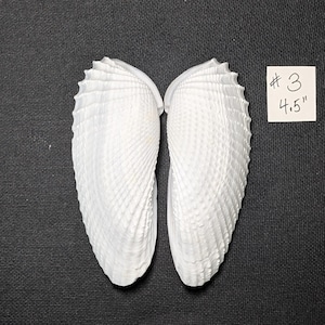 May include: Two white, elongated bivalve shells with a textured, ribbed surface. A small square paper tag is positioned to the right, featuring the handwritten text #3 and 4.5 inches, indicating the length of the shells in this set.