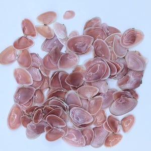 Rose Tellin Shell Rose Petal Tellin Shells. 50 - 100 Shells. Small and Large Sizes. - Etsy