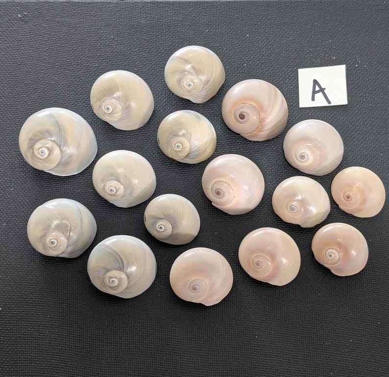Shark's Eye, Moon Snail Shells. - Etsy