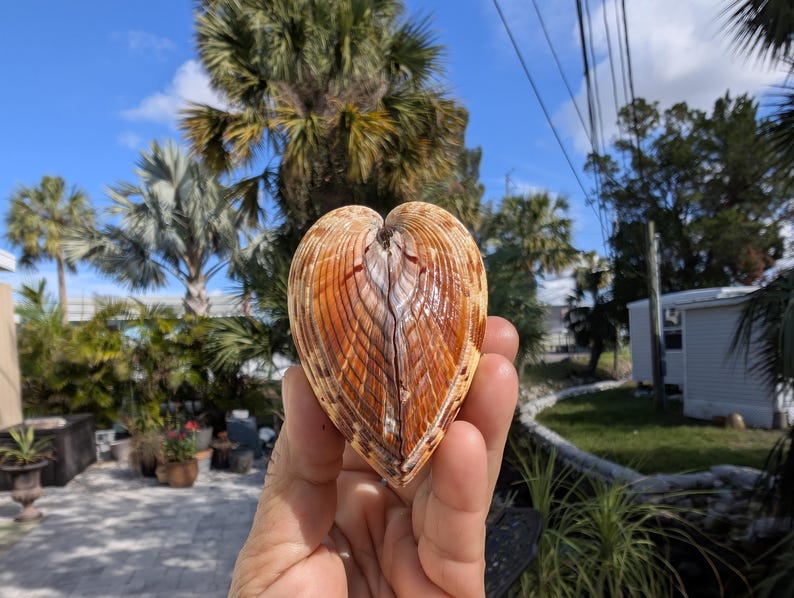 Giant Hinged Heart Cockle Hand-picked From the Beaches of Southwest ...
