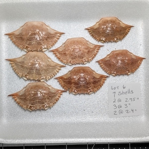 Crab head shells for crafting. Blue crab shell.
