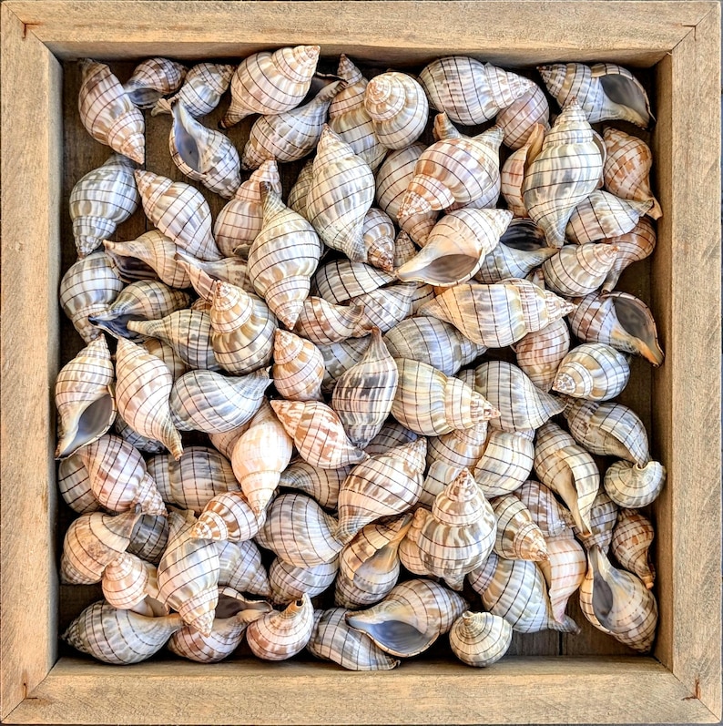 Master 100 Shells Banded Tulip Shells From Florida. Bulk ** 100 Shells** Excellent ...