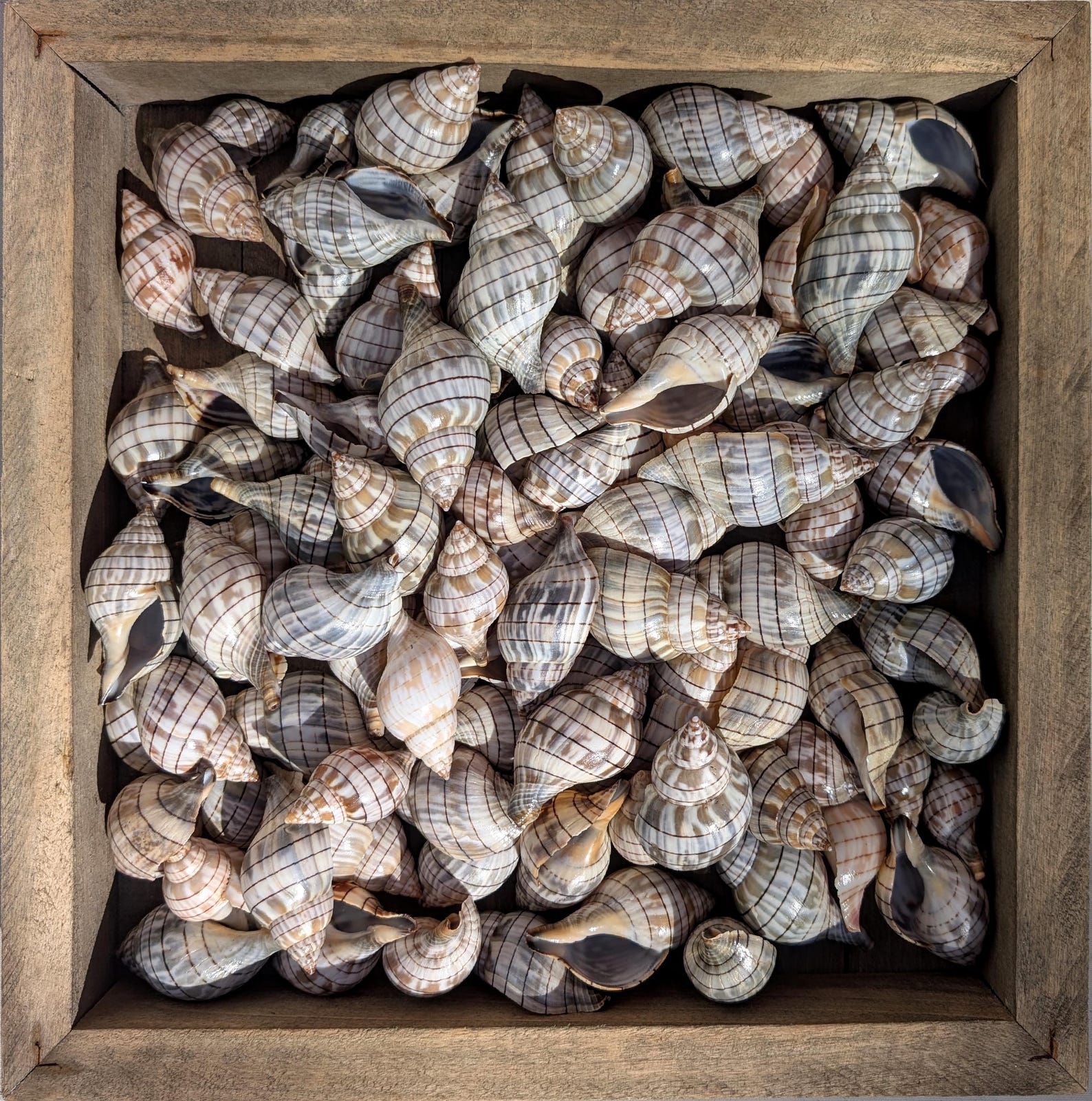 Banded Tulip Shells From Florida. Bulk ** 100 Shells** Excellent ...