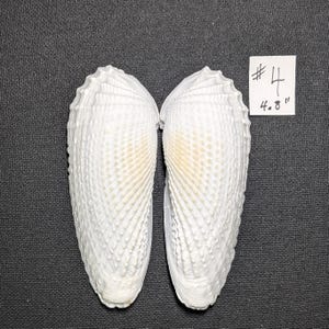 May include: Two white seashells with textured surfaces are displayed against a dark background. The shells are open, revealing their interior. A small white tag with the number "4" and the measurement "4.8" is visible.