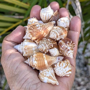 Conchiglie combattenti della Florida giovani. 25 conchiglie.