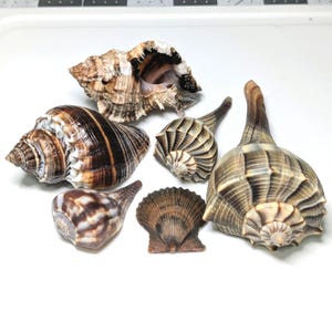 May include: A collection of six distinct seashells featuring varied shapes and textures. The assortment includes spiral, conch-like, and fan-shaped shells in earthy tones of brown, tan, cream, and dark chocolate, displaying natural ridges and patterns.