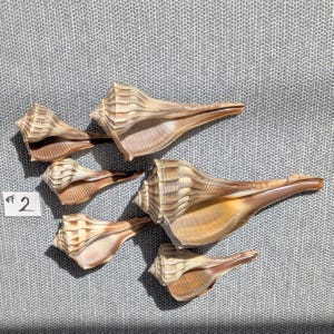 May include: Five light brown whelk seashells with ribbed textures and elongated openings arranged in a cluster. A small white square tag with the handwritten number 2 is positioned to the left of the shells, which feature smooth interiors.