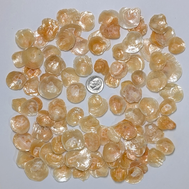 Jingle Shells From Florida. - Etsy