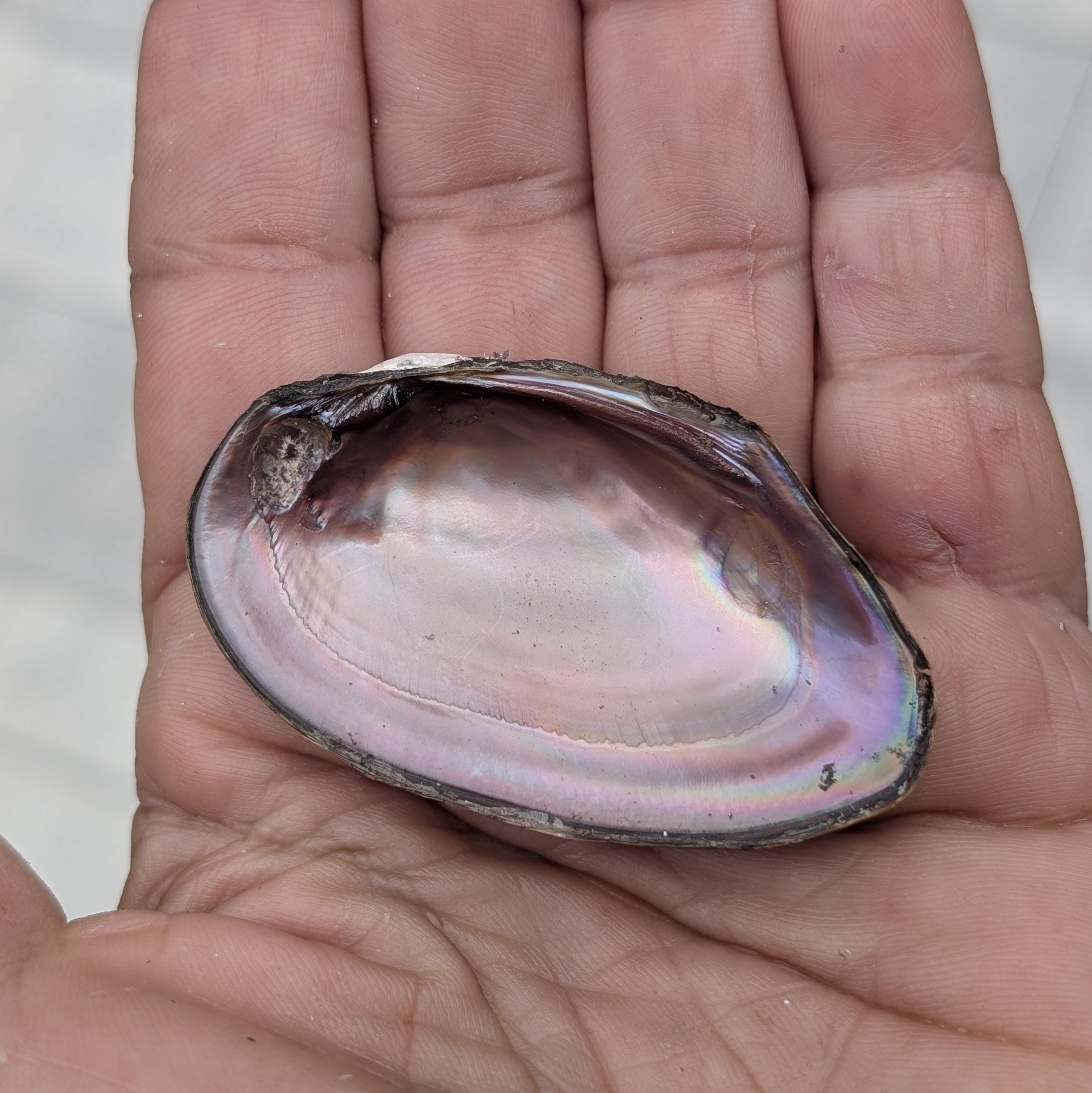 Freshwater Mussel Shells From Florida. Pink Irredescent Inside. - Etsy
