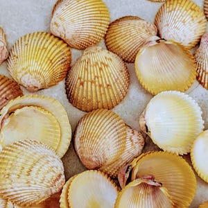Conchiglie di vongole gialle spinose provenienti dalla Florida. 30 conchiglie.