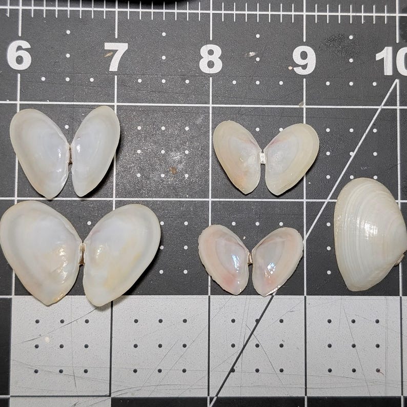 Tellen Shells Alternate Tellin Shells/tampa Bay Tellin or Texas Tellin: Natural Beach ...