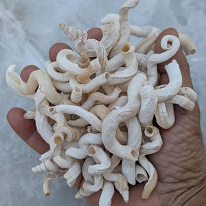 May include: A collection of white and cream-colored seashells, some with a spiral shape, others with a more elongated shape. The shells are arranged in a pile, with some overlapping.