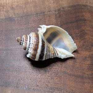 May include: A spiral seashell featuring a pointed apex and a wide, smooth opening. The exterior displays a pattern of alternating dark brown and cream-colored bands with a textured, ridged surface, while the interior is a glossy, pale off-white.